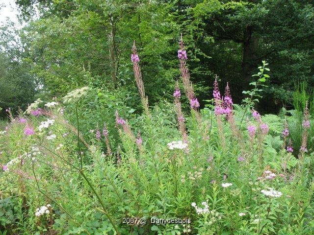 Berce Et épilobes En épis